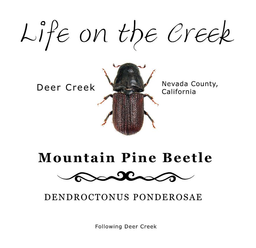 Mountain Pine Beetle color Digital Art by Lisa Redfern