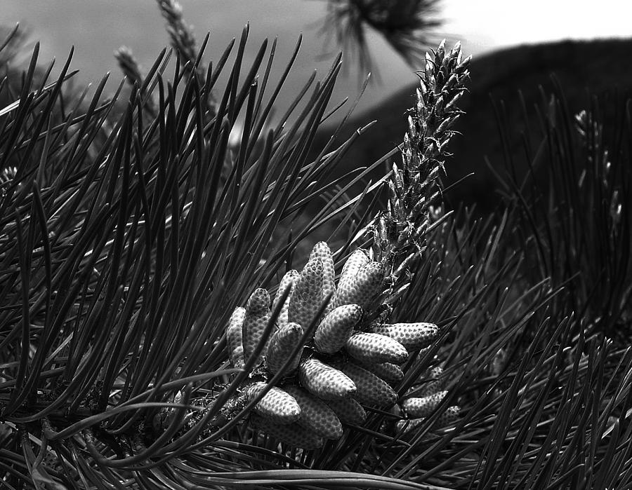 Mountain Pine in Spring Photograph by Terrance De Pietro
