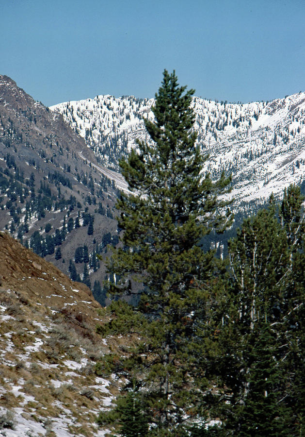 Mountain Pine Photograph by John Schneider