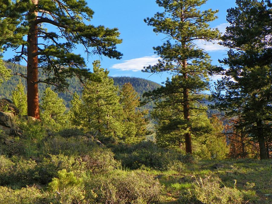 Mountain Pine Trees Photograph by Christopher Burns - Fine Art America