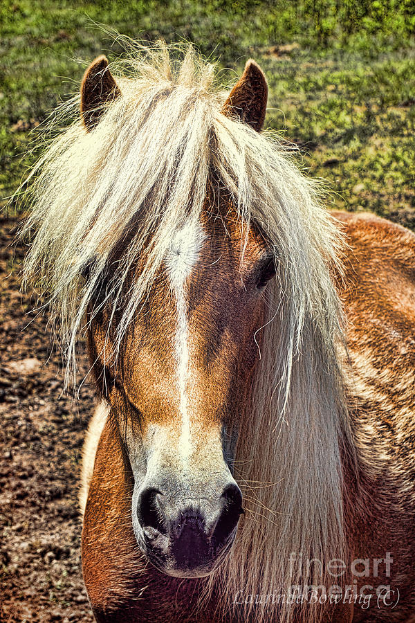 Mountain Pony Photograph by Laurinda Bowling