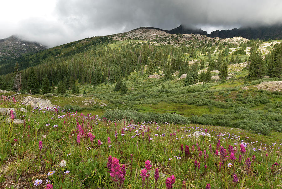 Mountain Rain and Meadow Photograph by Cascade Colors