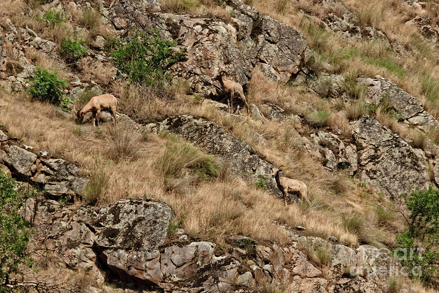 Mountain Sheep Hell Canyon Photograph by Robert Bales