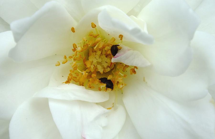 Flower Photograph - Mountain Snow Rose by Sandra Sengstock-Miller