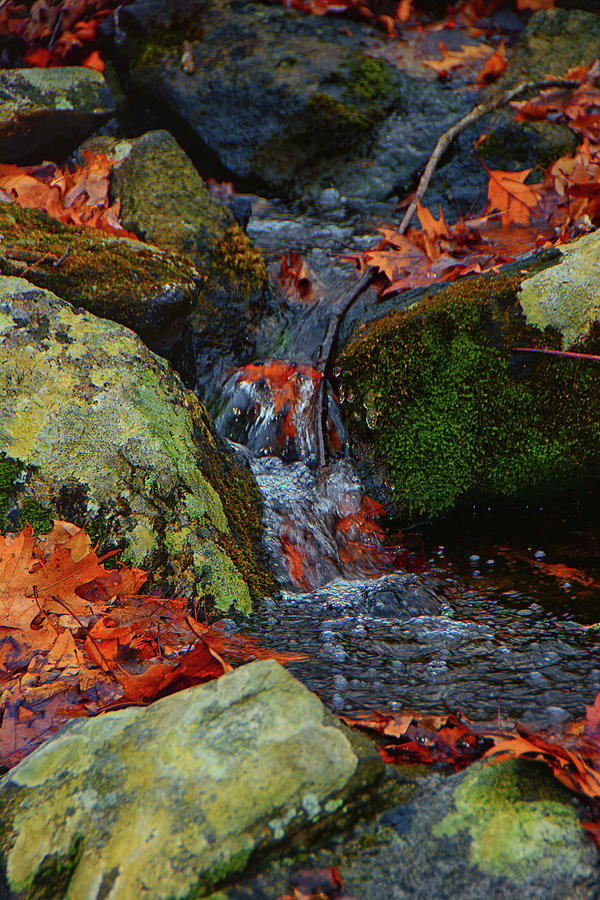 Mountain Spring on the AT Photograph by Raymond Salani III