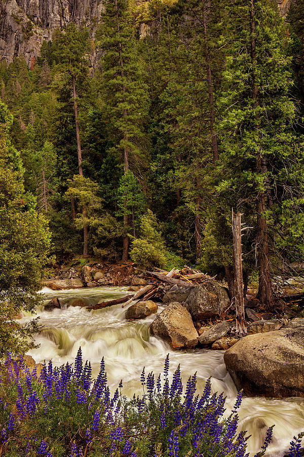Mountain Stream Photograph by Andrew Soundarajan