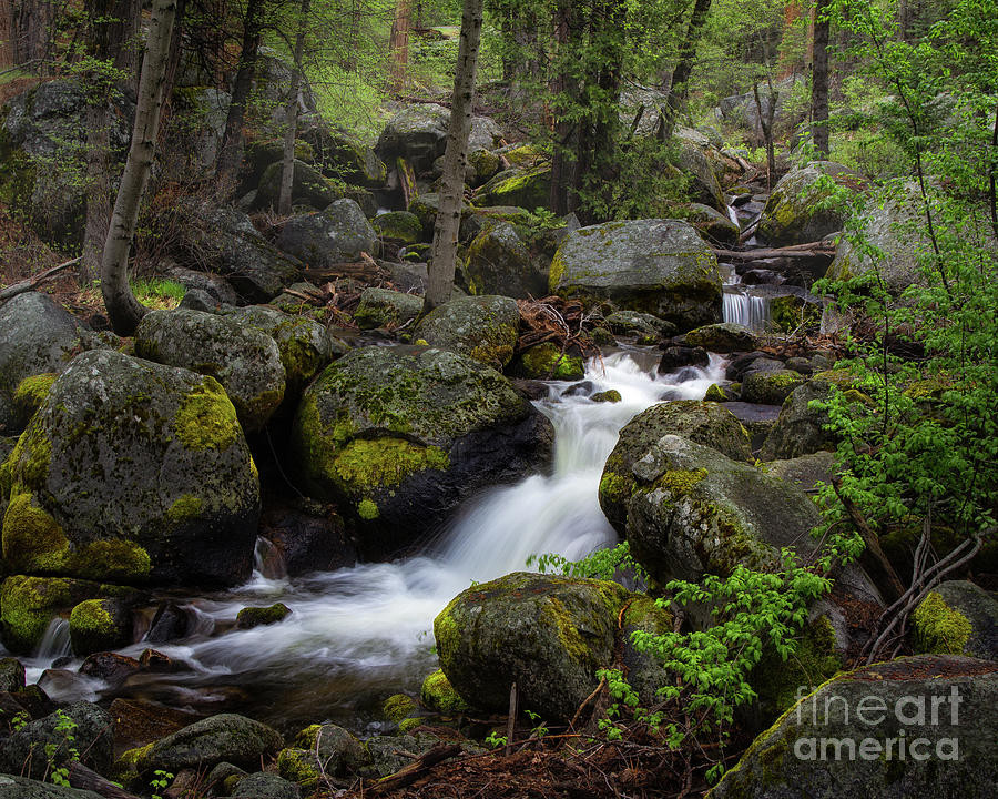 Mountain Stream Photograph by Anthony Michael Bonafede