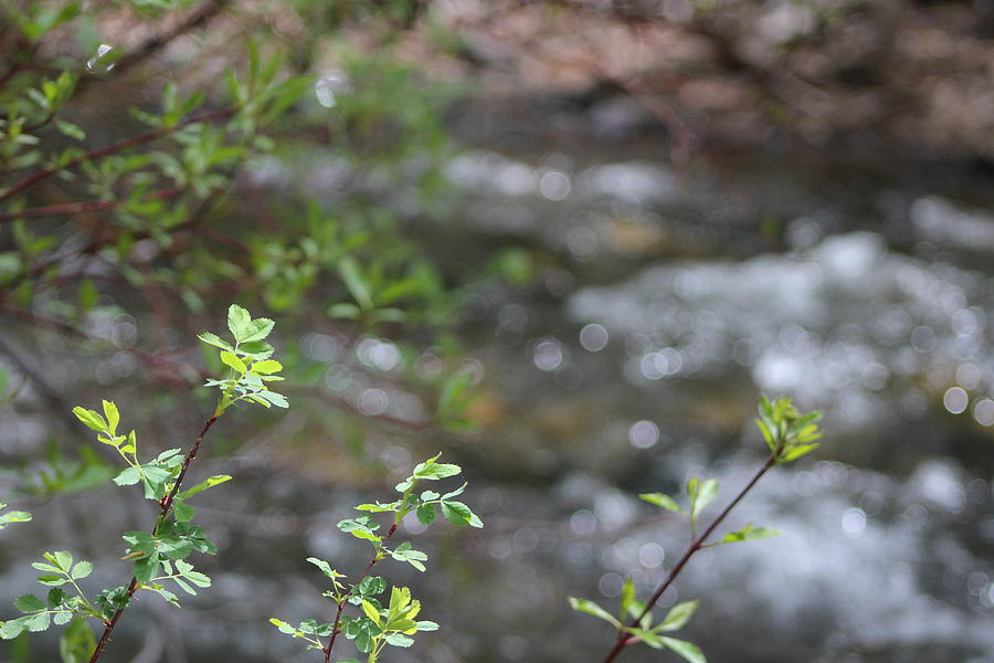 Mountain Stream in Background of Lush Green Leaves Photograph by Colleen Cornelius