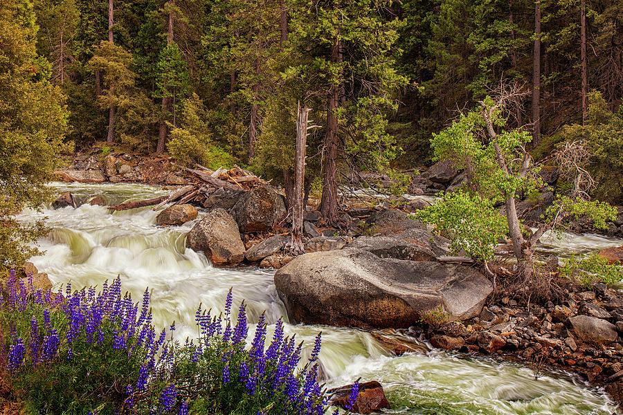Mountain Stream In Spring Photograph
