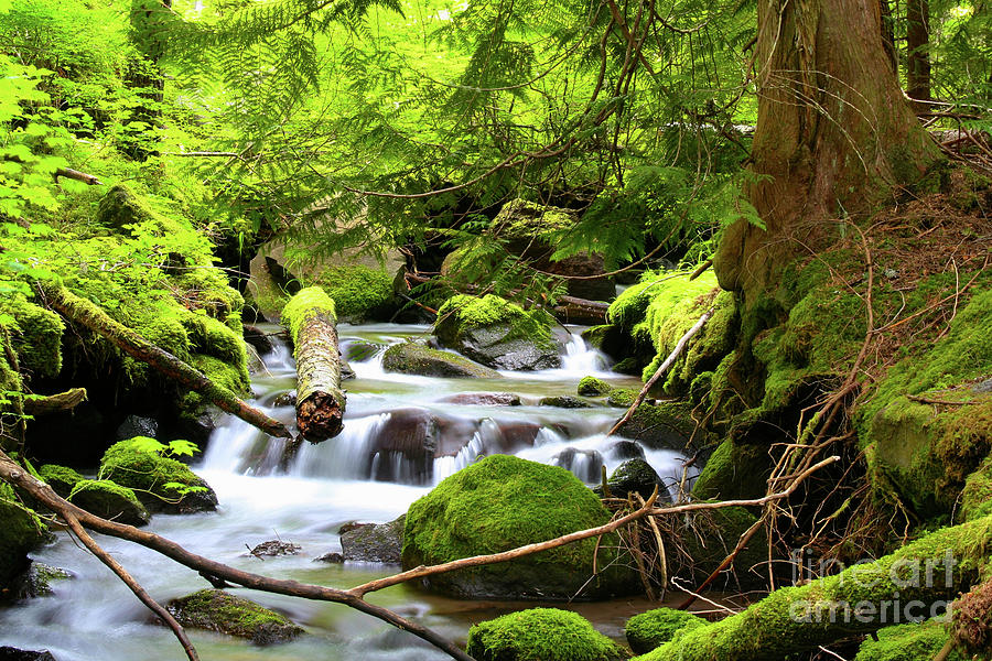 Mountain Stream in the Pacific Northwest Photograph by Bruce Block