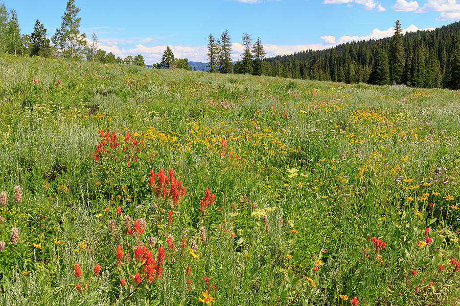 Mountain Summer Flowers Photograph by Joan Escala Usarralde - Fine Art ...