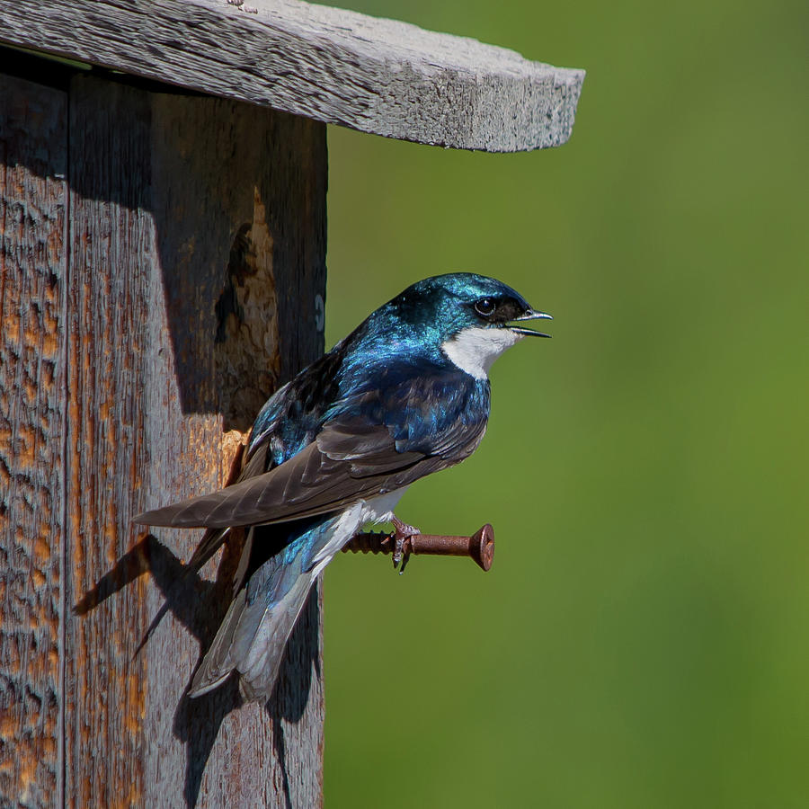 Mountain Swallow Photograph by David F Hunter - Fine Art America