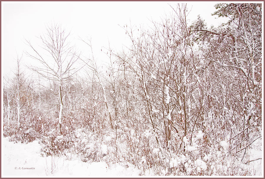 Mountain Thicket in Winter Photograph by A Macarthur Gurmankin