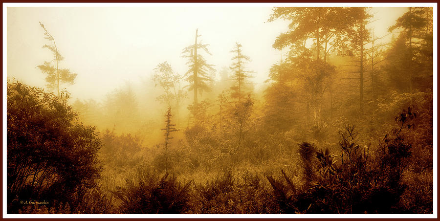 Mountain Thicket Misty Morning Photograph by A Macarthur Gurmankin