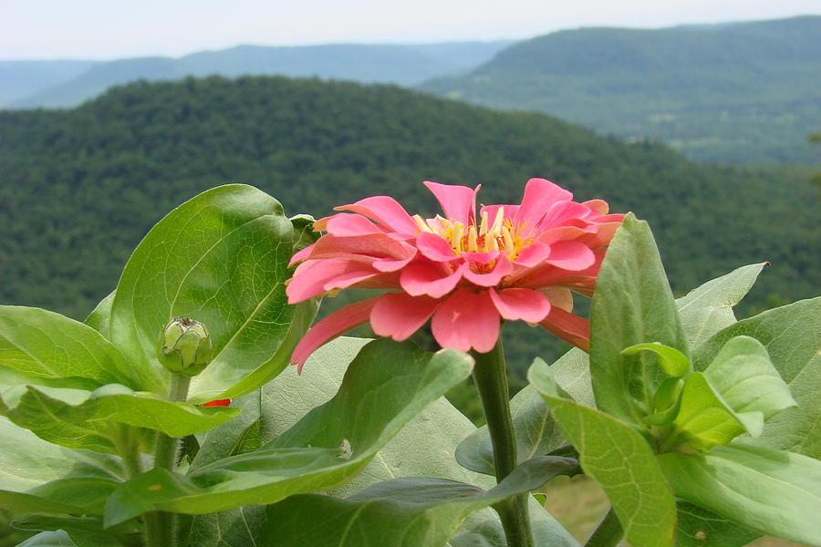 Mountain Top Flower Photograph by Mary Halpin