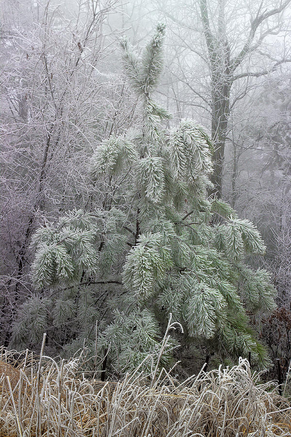 Mountain Top Frost Photograph by Mike Eingle