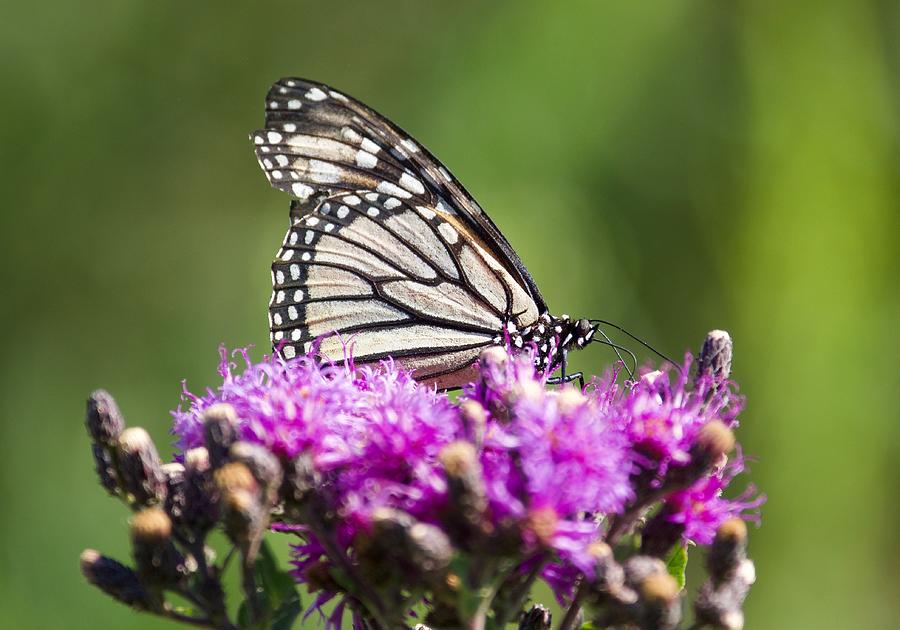 Butterfly Photograph - Mountain Top Monarchs by Nathan Cowan