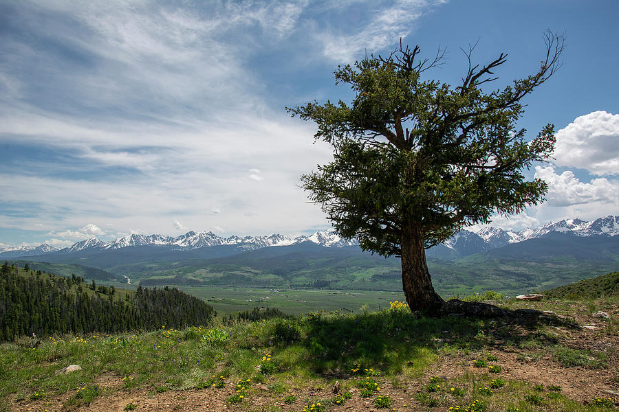 Mountain Tree Photograph by Aaron Spong
