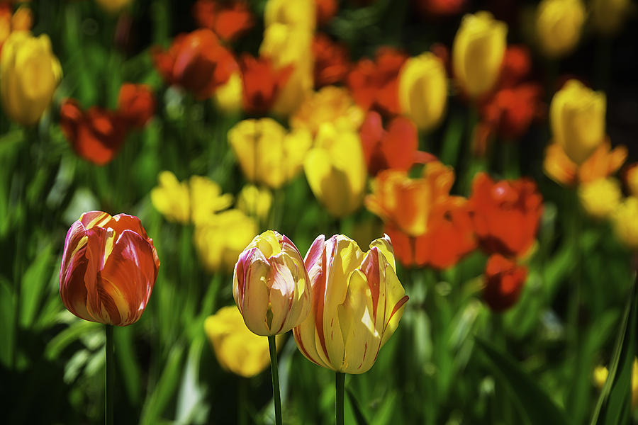 Tulip Photograph - Mountain Tulips by Garry Gay