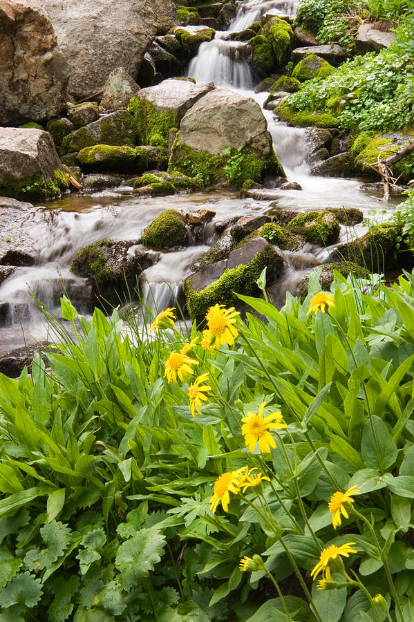 Mountain Waterfall and Wildflowers Photograph by Douglas Pulsipher