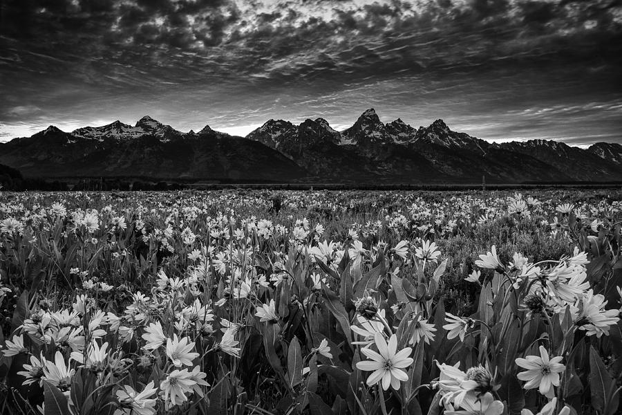 Grand Teton National Park Photograph - Mountain Wildflowers by Andrew Soundarajan