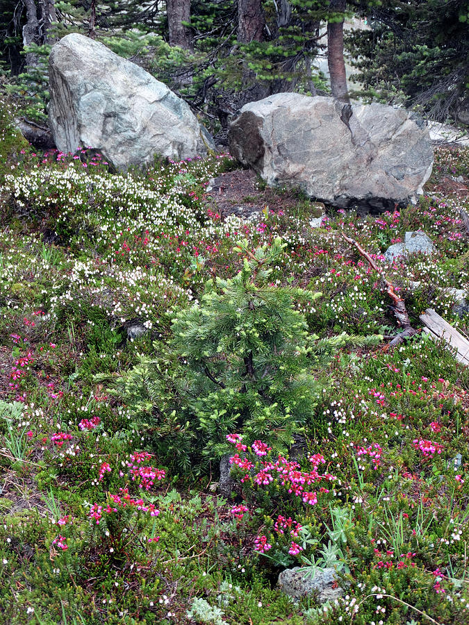 Mountain Wildflowers Photograph by David T Wilkinson