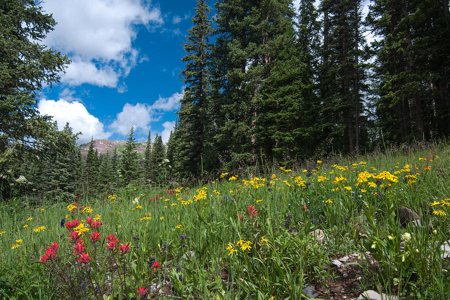 Mountain Wildflowers Photograph by John Bartelt