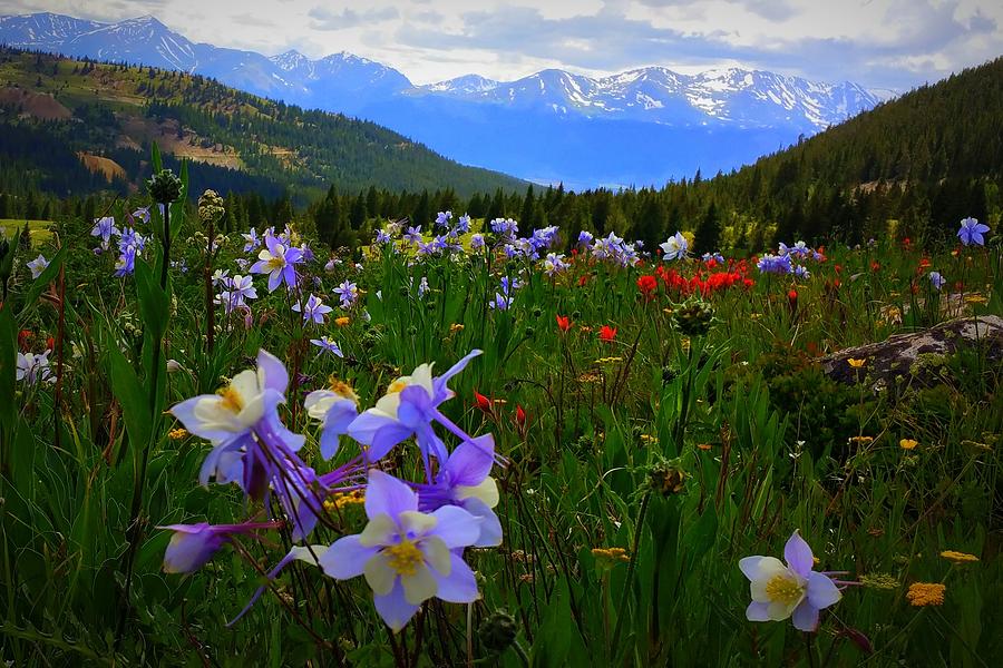 Mountain Wildflowers Photograph by Karen Shackles