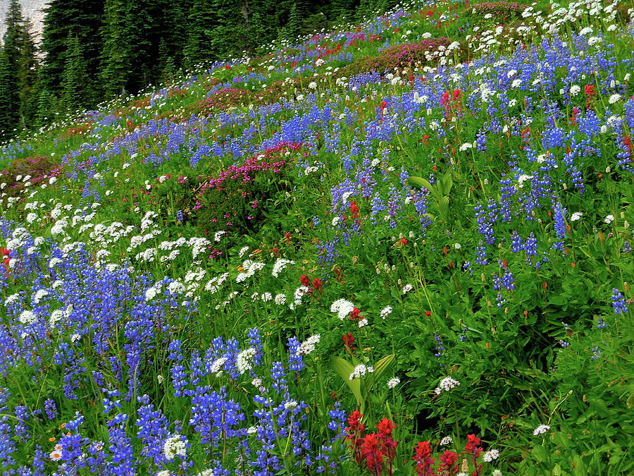 Mountain Wildflowers Photograph by My Lens and Eye - Judy Mullan ...