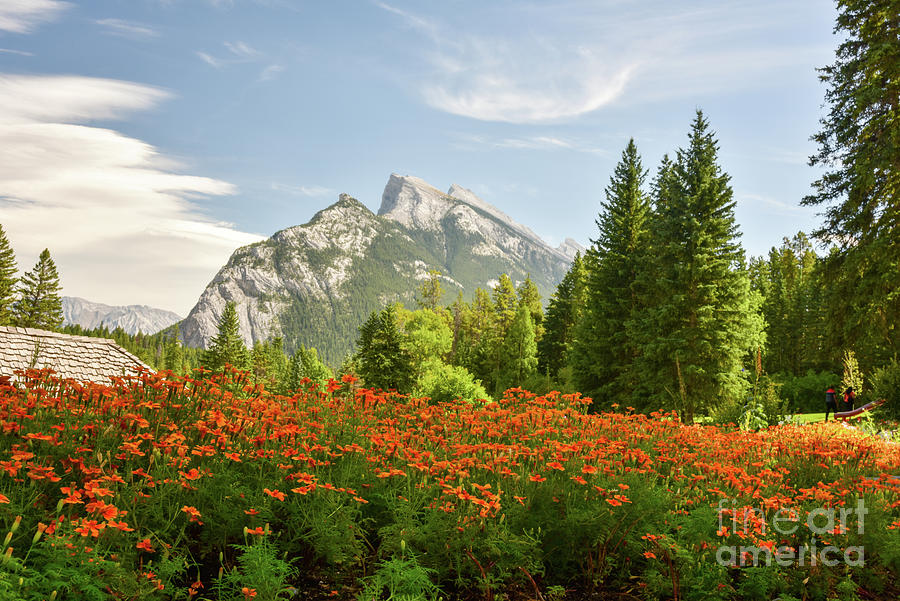 Mountain wildflowers Photograph by Paul Quinn
