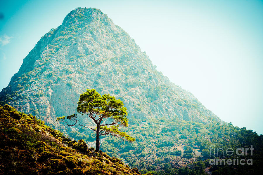 Mountain With Pine Artmif.lv Photograph by Raimond Klavins