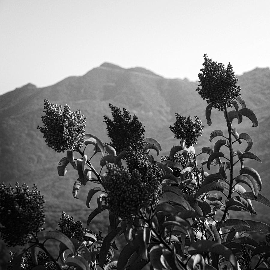Mountains and Vegetation Photograph by George Taylor