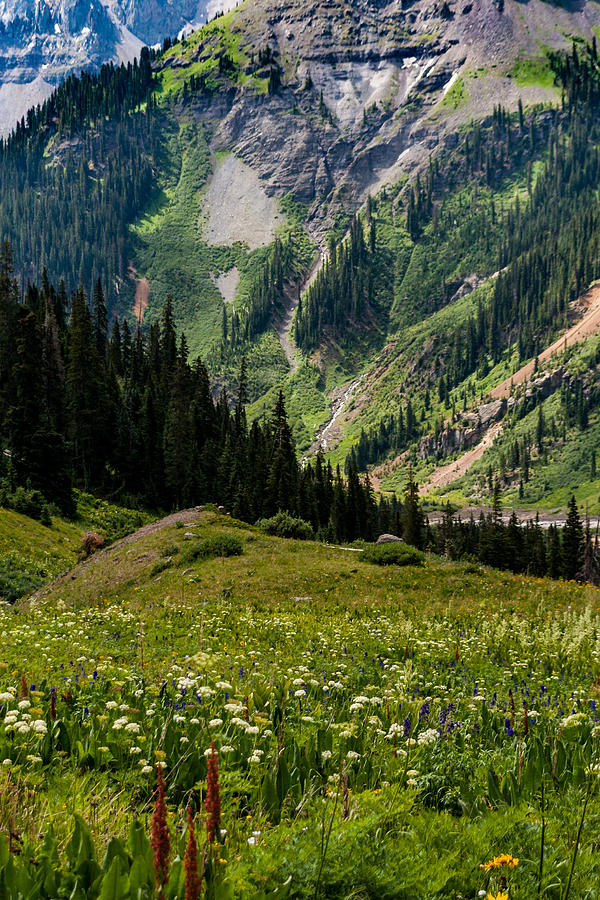 Mountains and Wild Flowers Photograph by Jay Stockhaus