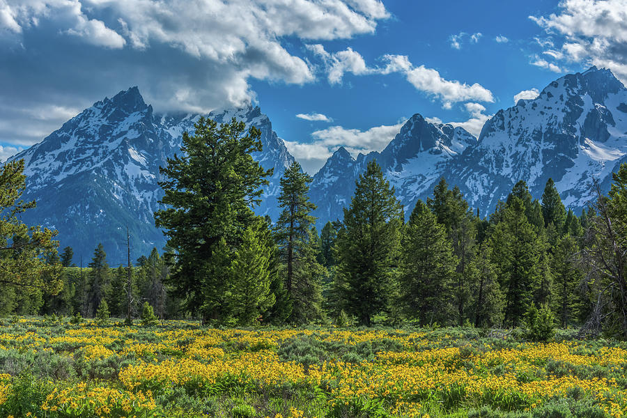 Mountains And Wildflower Photograph by Yeates Photography