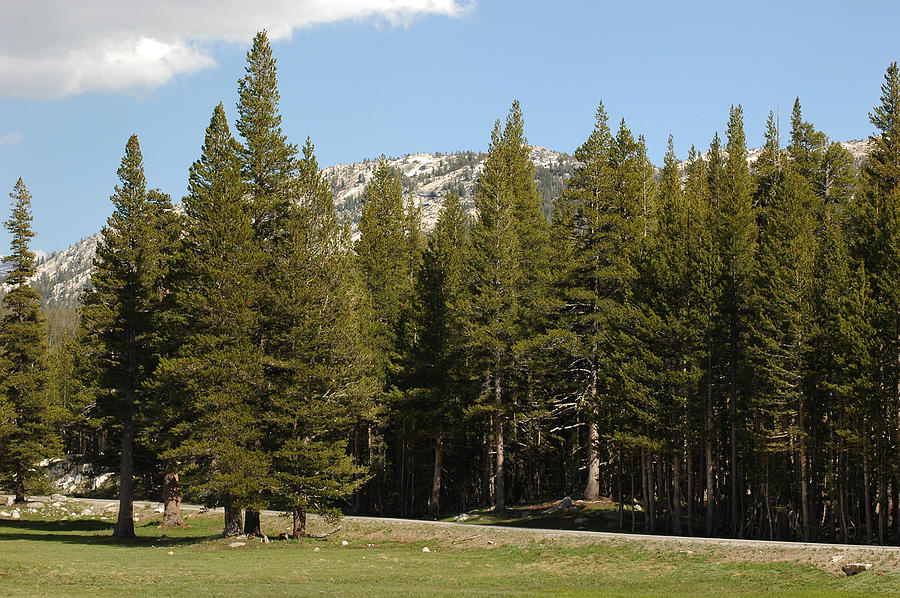 Mountains Of Tuolumne Meadows Yosemite Photograph