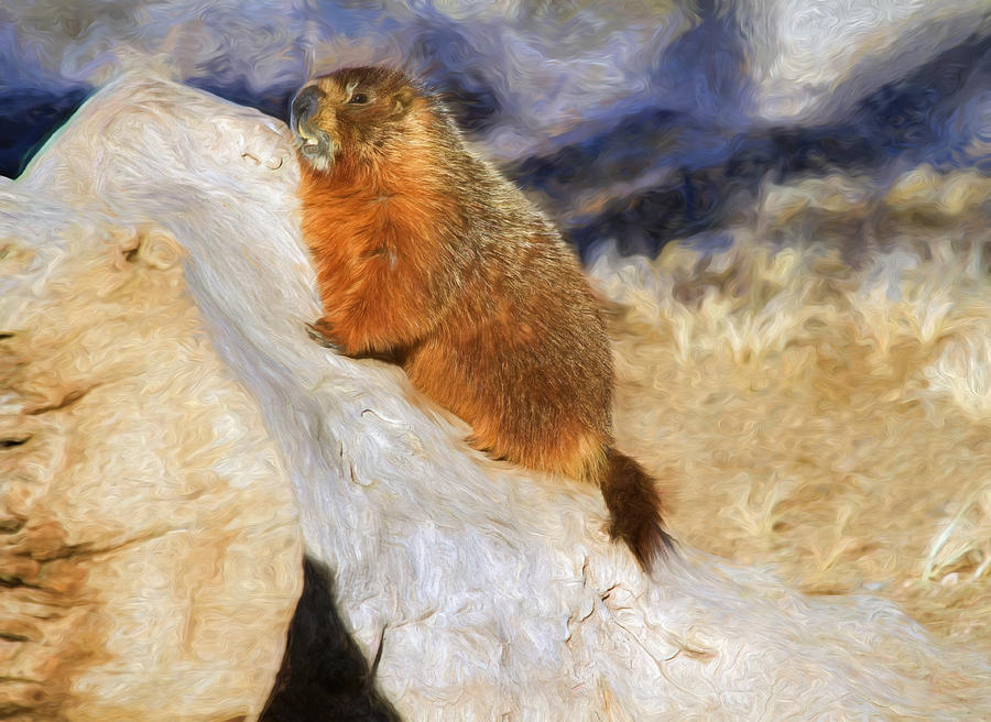 Groundhog Photograph - Mountains To Climb by Donna Kennedy Groundhog Photograph - Mountains To Climb by Donna Kennedy