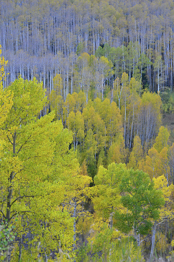Mountainside of Aspens at Woods Lake Photograph by Ray Mathis