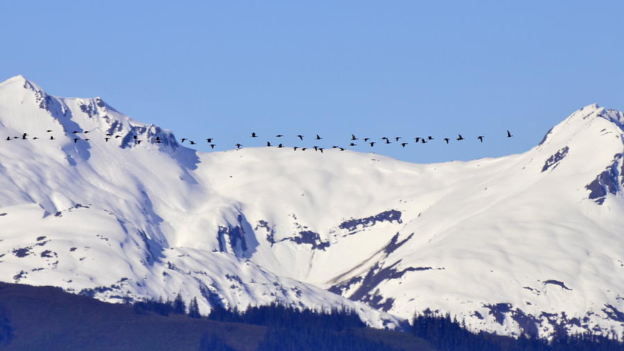 Bird Photograph - Mountaintop Geese by Larry Poulsen