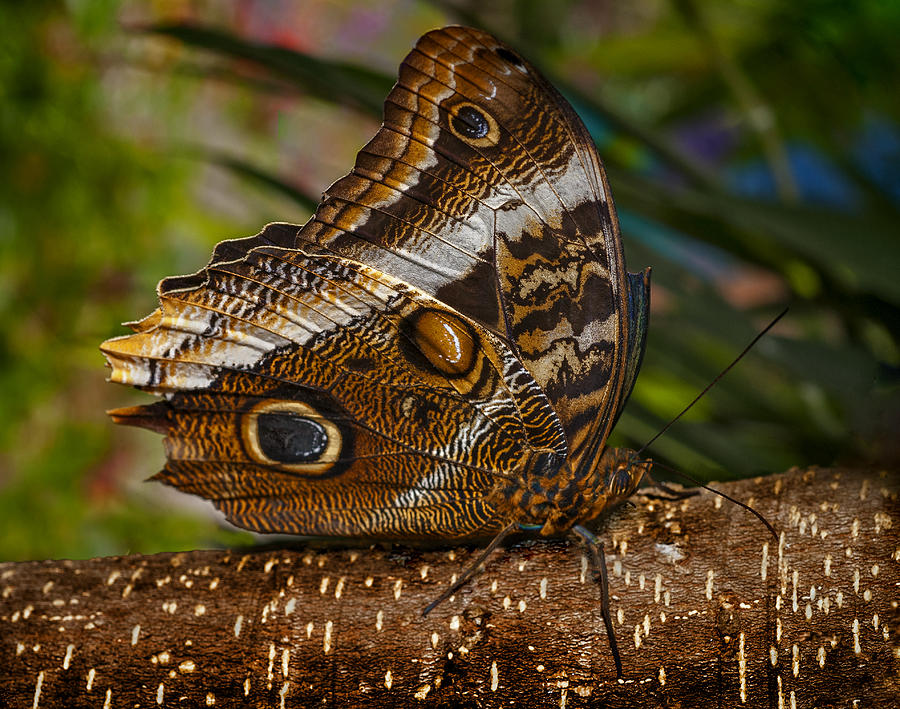 Mournful Owl Butterfly Photograph by Murray Bloom