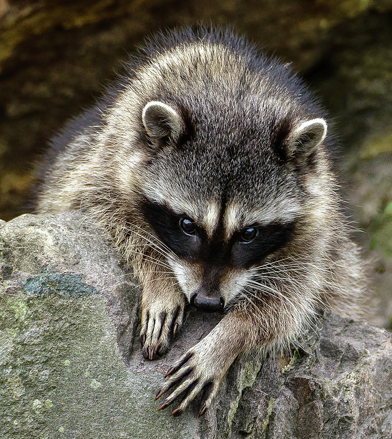 Mournful Raccoon Photograph by Jerry Cahill