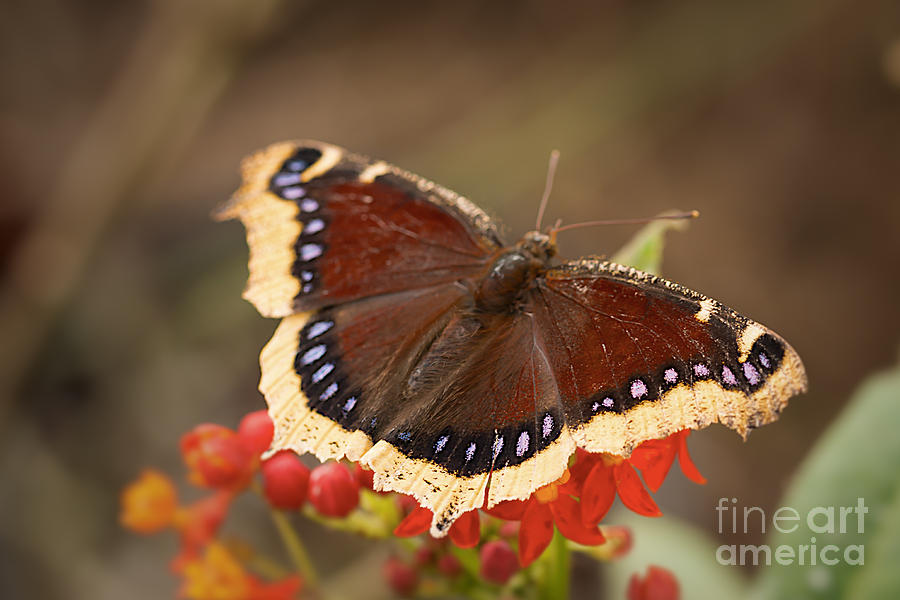 Mourning Cloak Butterfly Photograph by Ana V Ramirez