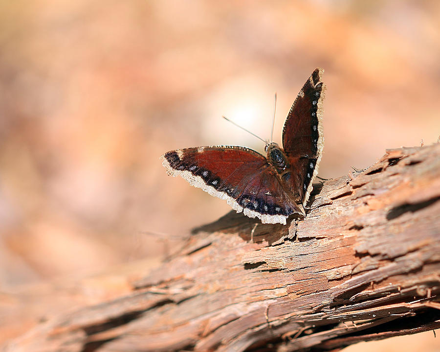 Mourning Cloak Butterfly Photograph by Angela Murdock