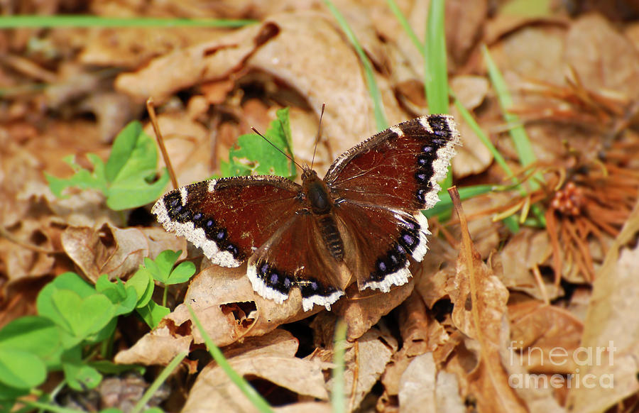 Mourning Cloak Butterfly - Butterfly of Spring Photograph by Kerri Farley