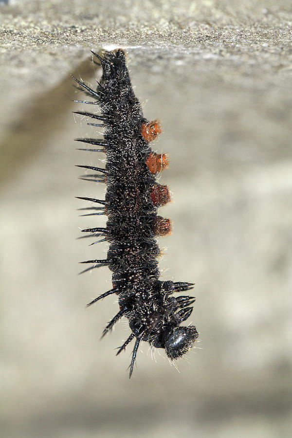 Mourning Cloak caterpillar Photograph by Doris Potter