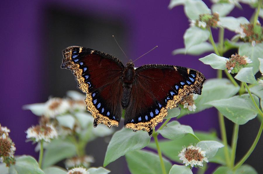 Mourning Cloak Butterfly on flower Photograph by Ronda Ryan