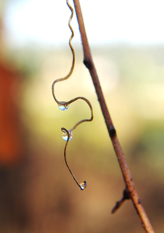 Abstract Photograph - Mourning Dew by Justin  Keller
