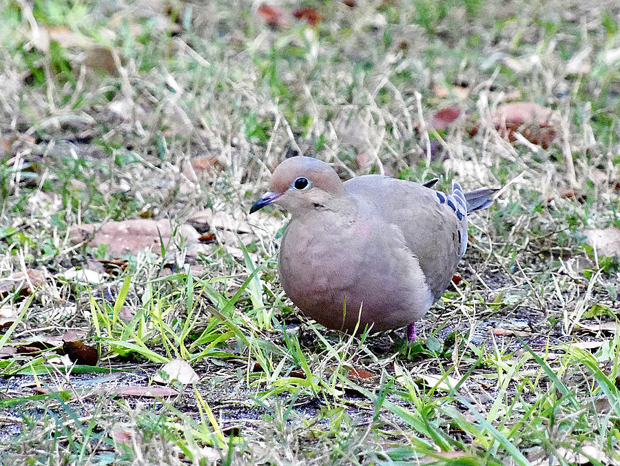 Mourning Dove 000 Photograph by Christopher Mercer