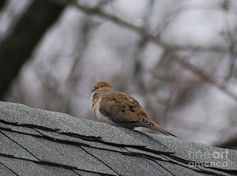Mourning Dove 20120318_1a Photograph by Tina Hopkins