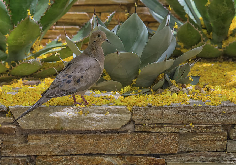 Mourning Dove 5875-041118-1cr Photograph by Tam Ryan