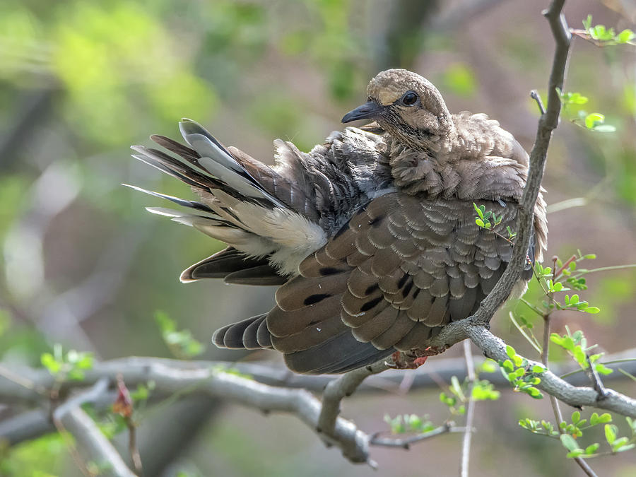 Mourning Dove 9457 Photograph by Tam Ryan